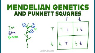 Punnett Squares and Mendelian Genetics Part 1 [upl. by Nalaf]