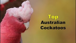 Top 10 Australian Cockatoos [upl. by Sana477]