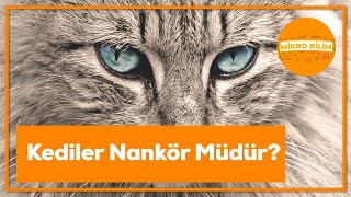 Kediler Nankör müdür [upl. by Klara]