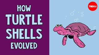 How turtle shells evolved twice  Judy Cebra Thomas [upl. by Suqram]