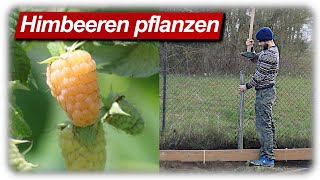 Himbeeren pflanzen Rankhilfe bauen  Beerensträucher im Garten [upl. by Ellednek]