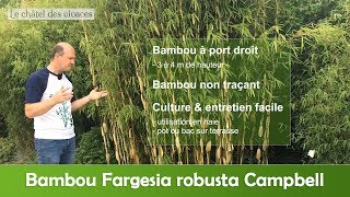 Fargesia robusta Campbell [upl. by Arimahs]