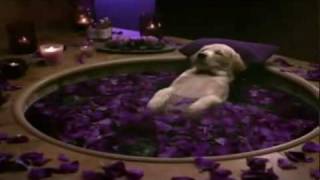 Cottonelle Commercial Puppy Gets Pampered [upl. by Cochard]