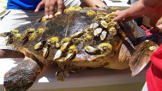 Why are Barnacles harmful to turtles [upl. by Uy271]