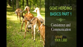 GOAT HERDING BASICS PART 1 [upl. by Nyletak]