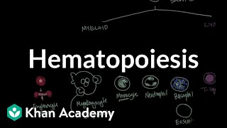 Hematopoiesis  Hematologic System Diseases  NCLEXRN  Khan Academy [upl. by Schoenburg]