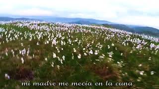 Cotton Fields Campos de Algodón [upl. by Alyn]