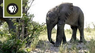 Orphaned Baby Elephant Struggles to Survive [upl. by Dnomayd452]