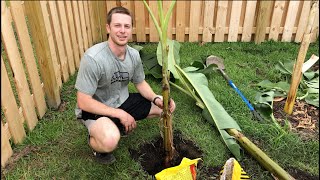 How to Plant a Banana Tree [upl. by Eniamraj]