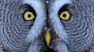 Mesmerising Owl Moments  BBC Earth [upl. by Poppy]