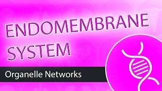 The Endomembrane System [upl. by Mehalick]