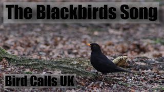 Blackbird song  The sound of a blackbird  Bird calls UK [upl. by Toille]