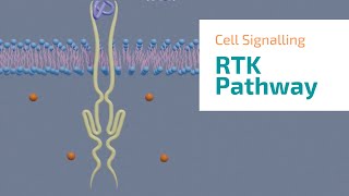 Receptor Tyrosine Kinase signaling pathway 3D animation [upl. by Caria]