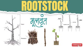 ROOTSTOCK PART1 [upl. by Niu]