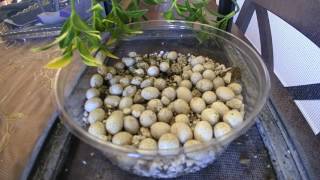 Chameleon Eggs Hatching Time Lapse [upl. by Einhpad]