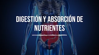 Digestión y absorción de nutrientes  Bioquímica  Lic en Nutrición [upl. by Nottarts]