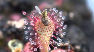 Sundew Carnivorous Plant Eating Fly 4K Timelapse [upl. by Aronal839]