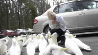 feeding wild cockatoos [upl. by Nae]