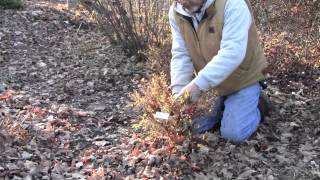 Pruning Potentilla [upl. by Assej344]