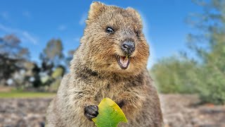 Quokka Eating A Leaf Compilation  Animal ASMR  Quokka Sound Vertical [upl. by Schulze704]