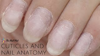 Cuticles amp Nail Anatomy [upl. by Libb]