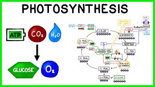 Photosynthesis The Light Reactions and The Calvin Cycle [upl. by Vijar952]