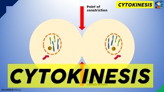 Cytokinesis in animal cell [upl. by Ased906]