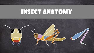 Insect Anatomy  Entomology [upl. by Rhett922]