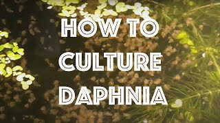 How To Culture Daphnia Magna [upl. by Maisie]