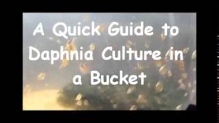 How to culture daphnia outside [upl. by Zalucki]