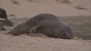 Hawaiian Monk Seal Rehabilitation [upl. by Cohin]