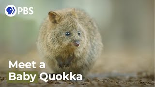 Spy Quokka Meets a Joey [upl. by Tara]