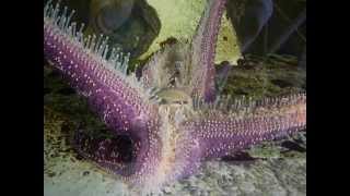 Purple Seastar Feeding [upl. by Kari]