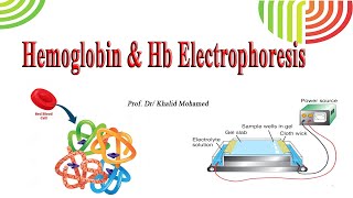 Hemoglobin amp Hb Electrophoresis [upl. by Zachariah111]