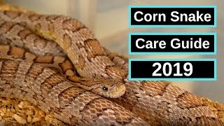 Corn Snake Complete Care Guide [upl. by Deste740]