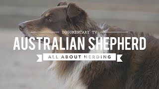 AUSTRALIAN SHEPHERDS ALL ABOUT HERDING [upl. by Viki]