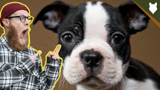 What To Do With A NEW BOSTON TERRIER PUPPY [upl. by Lamaaj]