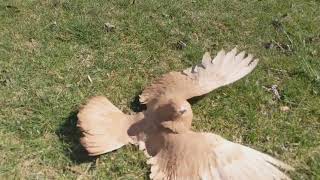 Parlor Roller pigeon rolling [upl. by Ednargel525]