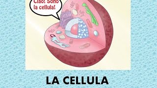 La cellula  panoramica generale [upl. by Anits474]