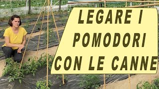 come LEGARE i POMODORI nellorto CON LE CANNE [upl. by Uolyram]