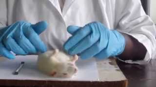 How to dissect a rat in a biology practical [upl. by Celestia]