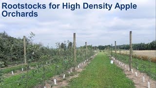 Rootstocks for High Density Apple Orchards [upl. by Bodi]