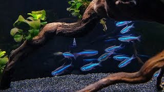 GREEN NEON TETRA CARE  Brilliant Blue Nano Fish for Aquascaping [upl. by Poliard304]