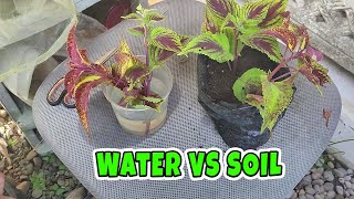 Coleus propagation soil vs water [upl. by Clancy769]