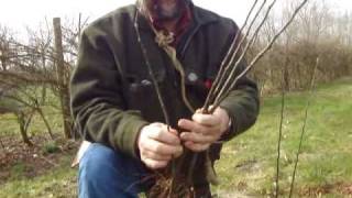 Raising your own apple tree root stocks [upl. by Dombrowski407]