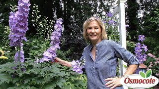 3 Tips for Growing Delphiniums [upl. by Eelime563]