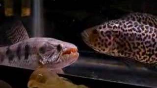 Wolffish vs Jaguar Cichlid [upl. by Ithaman]