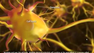 Nerve Impulse Mechanism 3D Animation [upl. by Dunaville]