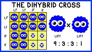 Mendelian Genetics The Dihybrid Cross [upl. by Eanore593]