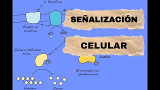 SEÑALIZACIÓN CELULAR Comunicación entre células [upl. by Aelrac]